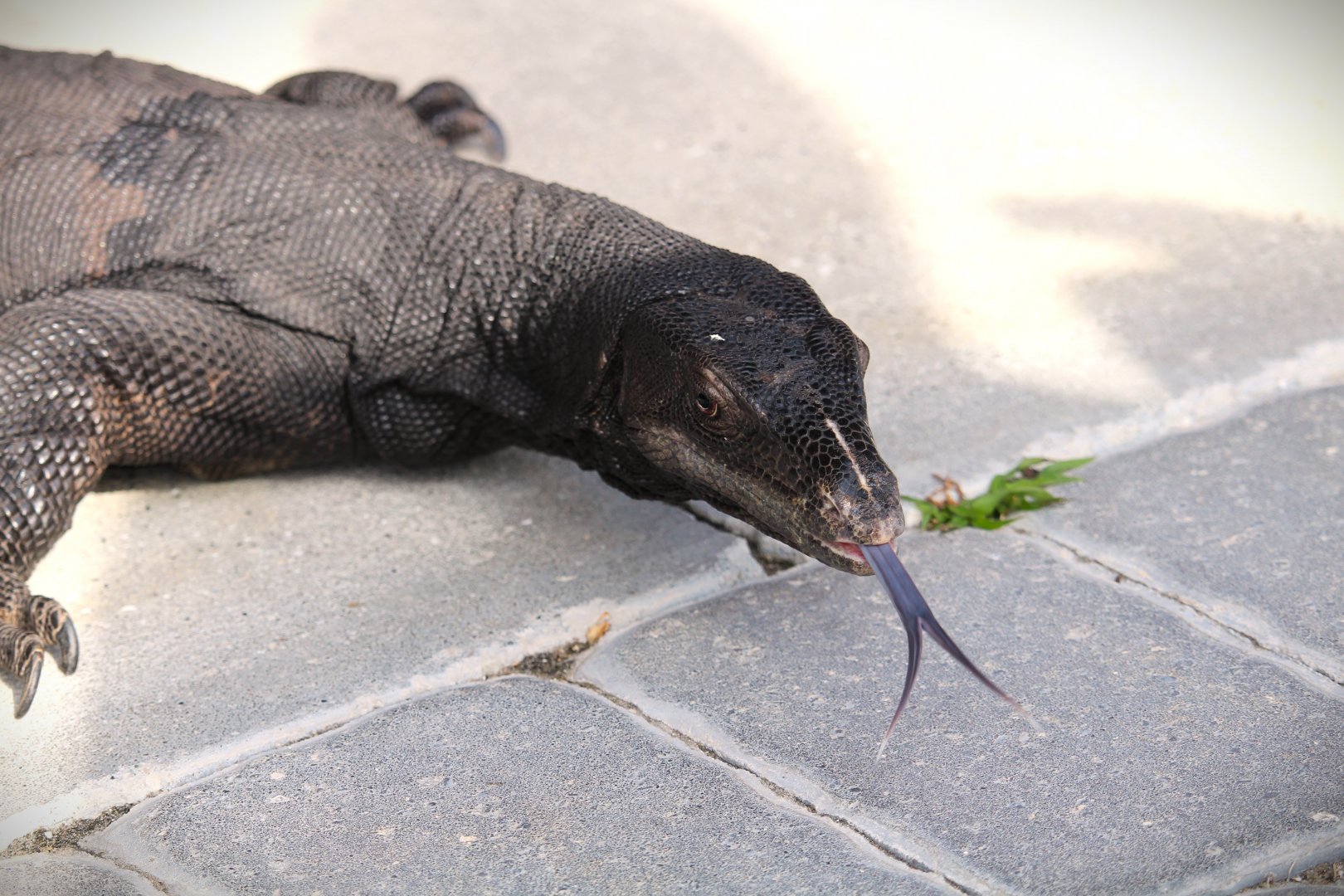 Southeast Asian Water Monitor