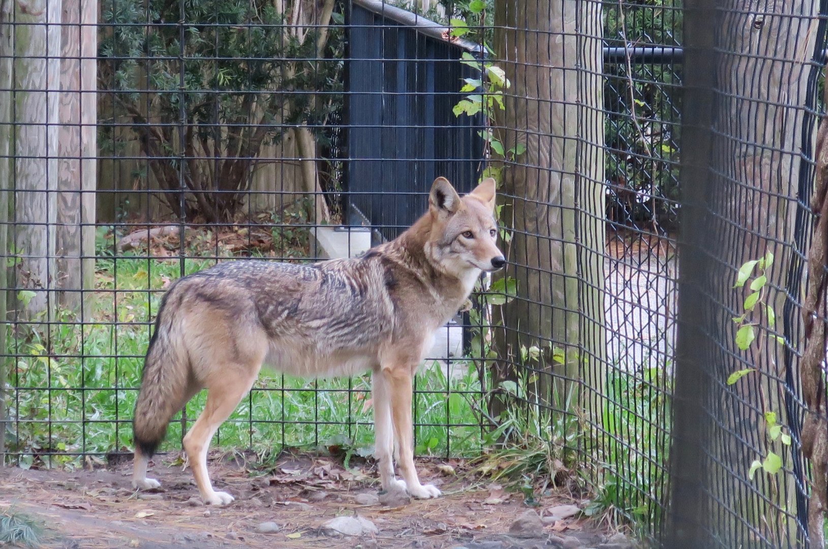 Southeastern Coyote (Canis latrans frustor) "Molly"