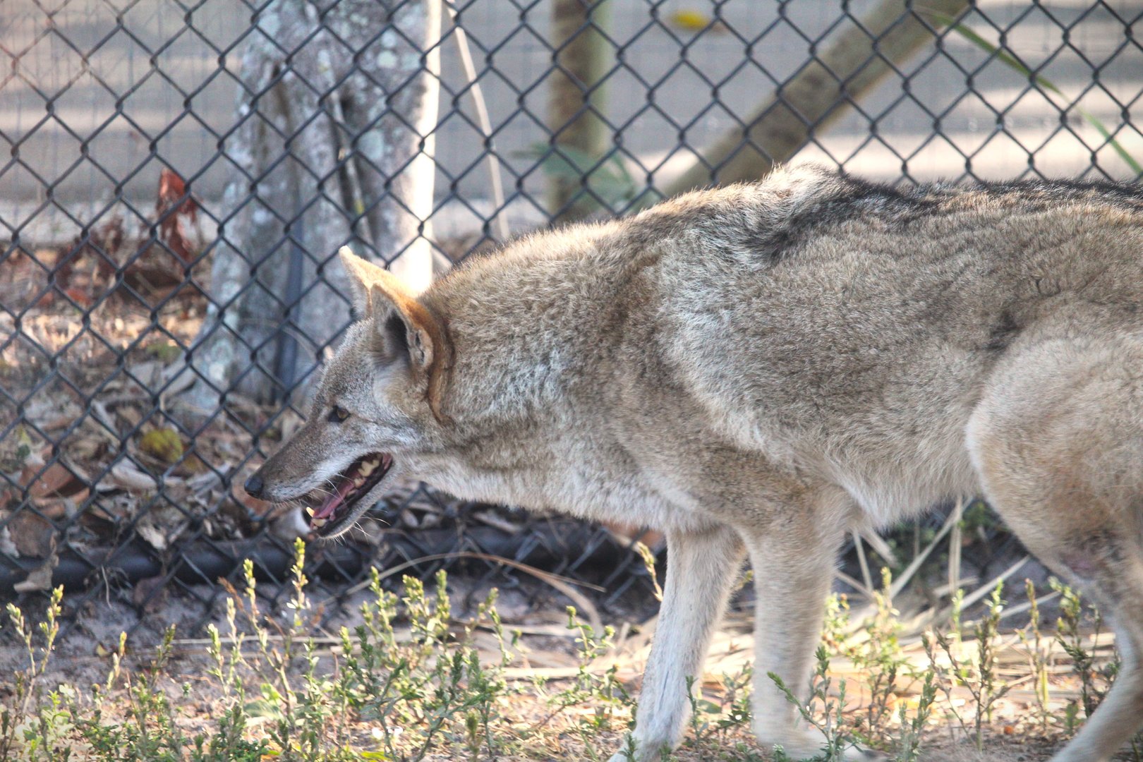 Southeastern Coyote