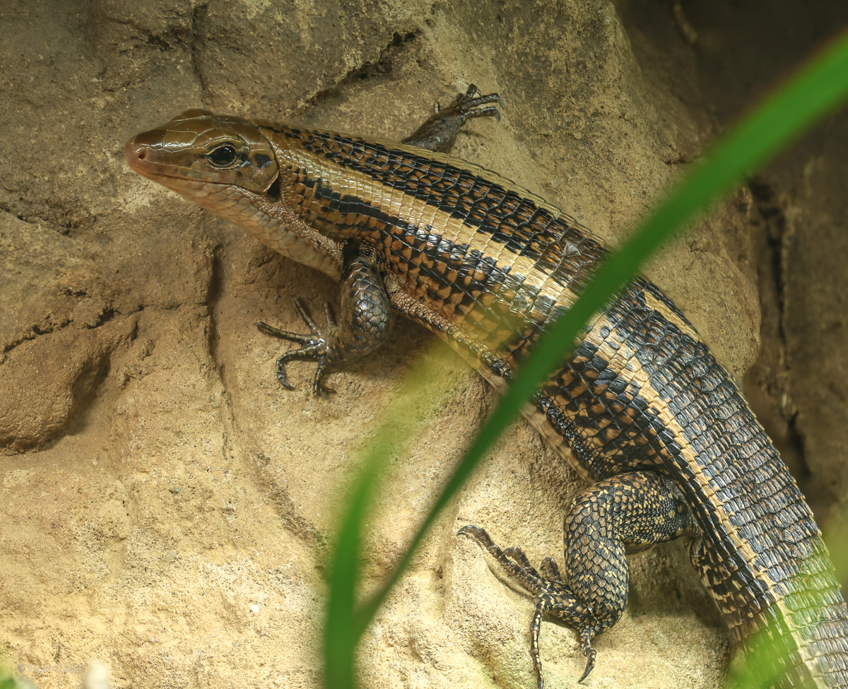 Southeastern girdled lizard : Chester Zoo : 06 Sep 2025