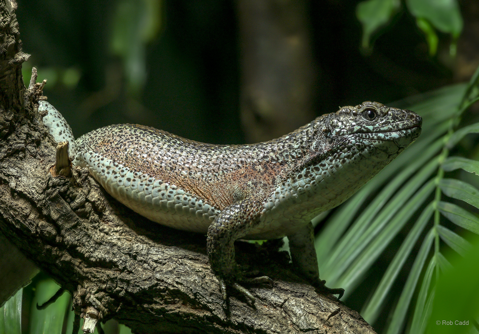 Southeastern girdled lizard : Chester Zoo : 24 Jun 2024