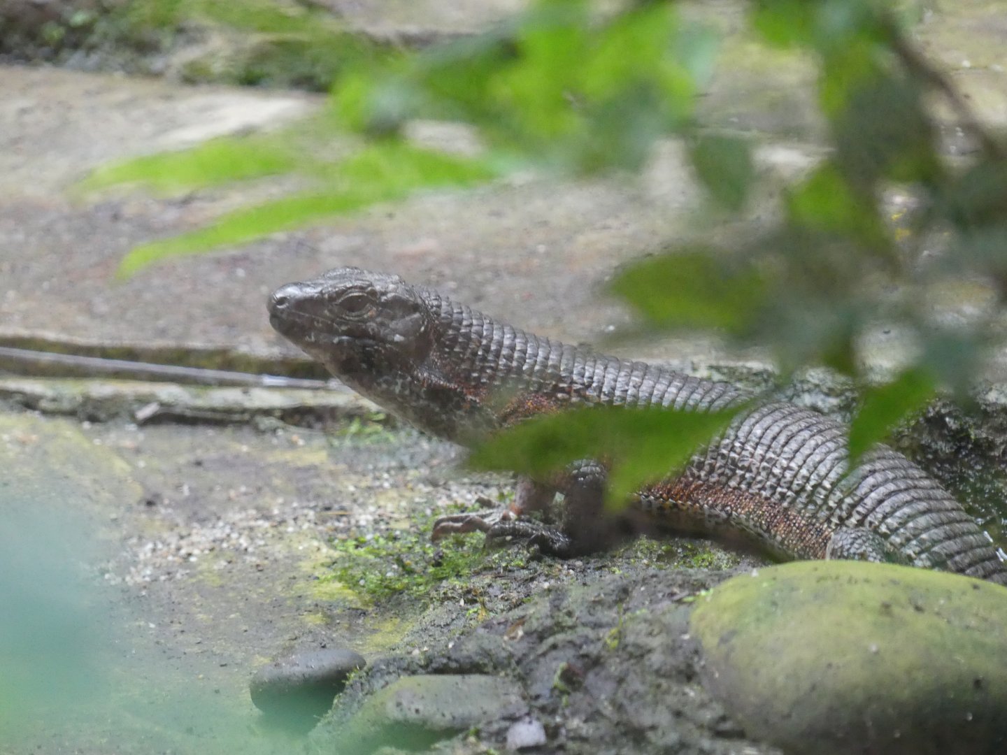 Southeastern Girdled Lizard?? - Taken at Chester Zoo in July 2023