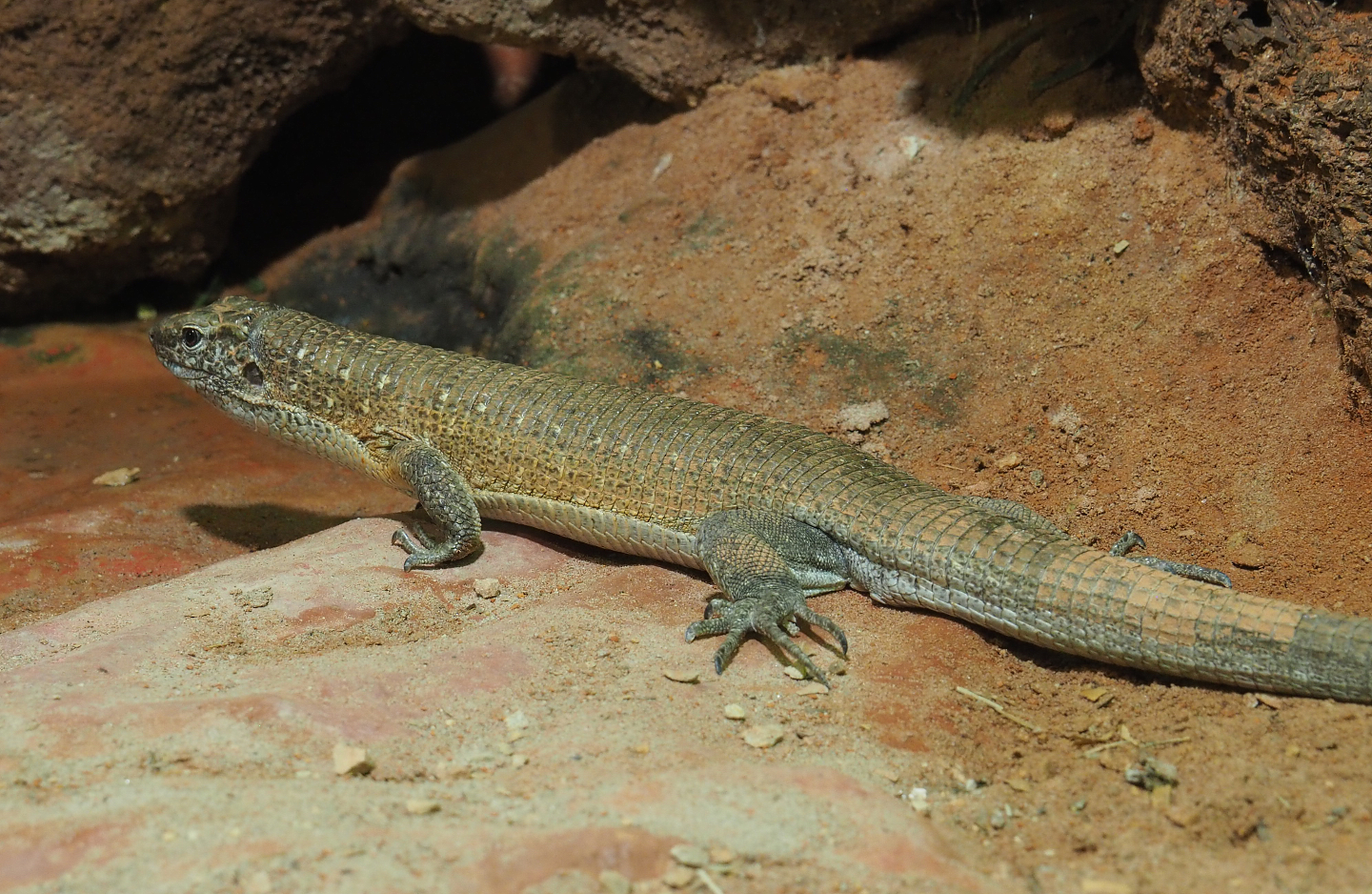 Southeastern girdled lizard (Zonosaurus maximus), 2020-09-02