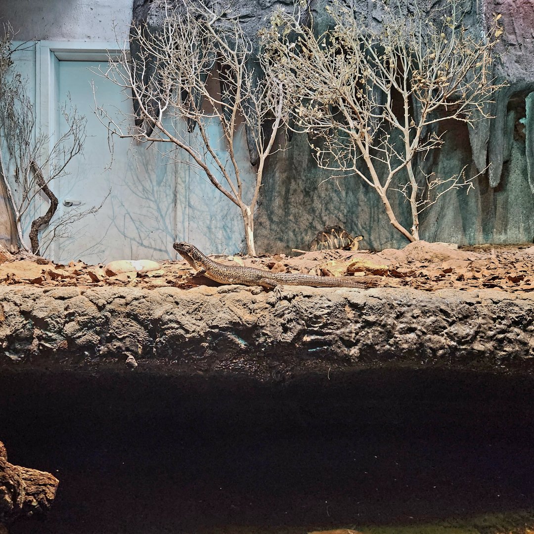 Southeastern Girdled Lizard (Zonosaurus maximus) and Radiated Tortoise (Astrochelys radiata)