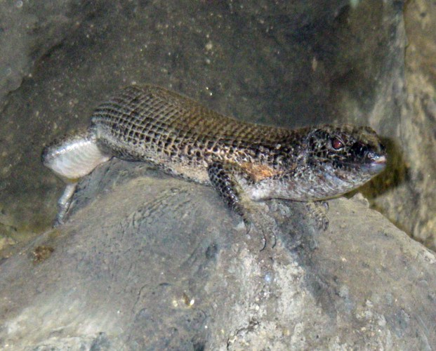 Southeastern Girdled Lizard (Zonosaurus maximus)