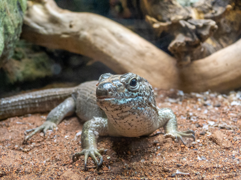 Southeastern Girdled Lizard / Zonosaurus maximus