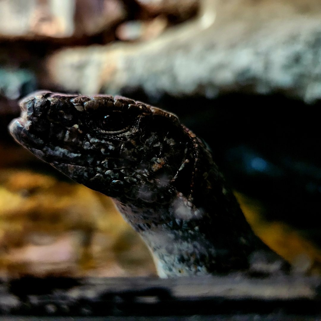 Southeastern Girdled Lizard (Zonosaurus maximus)