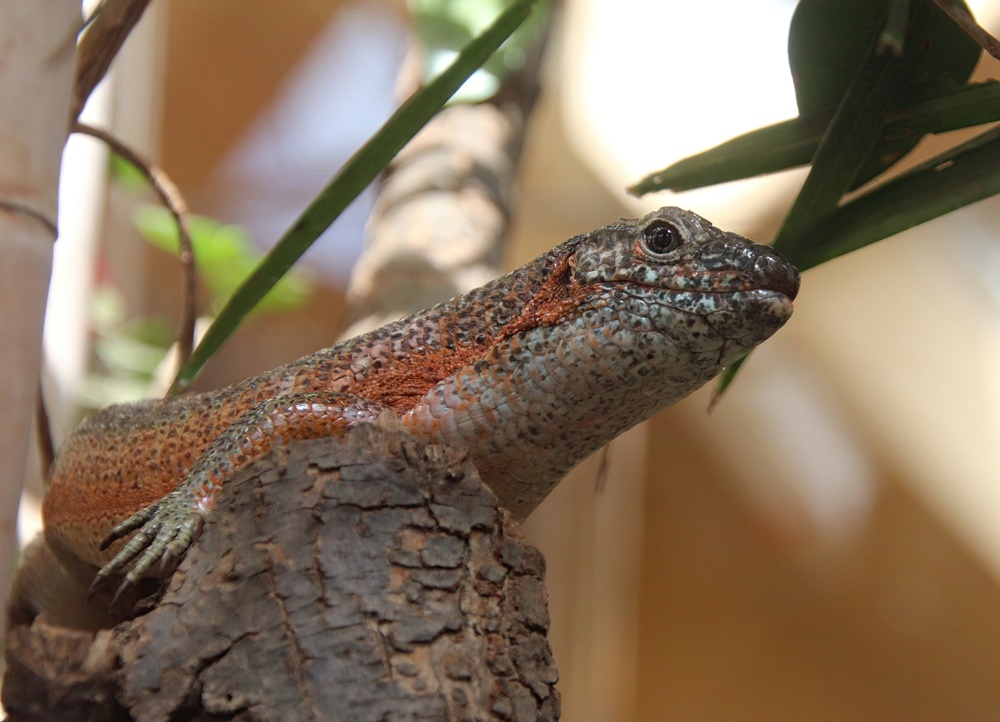 Southeastern girdled lizard (Zonosaurus maximus)