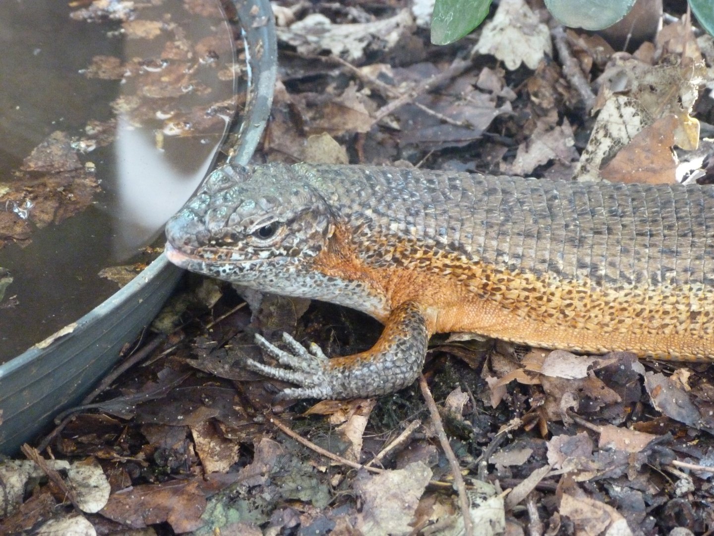 Southeastern girdled lizard -Zoo Plzeň (2025)