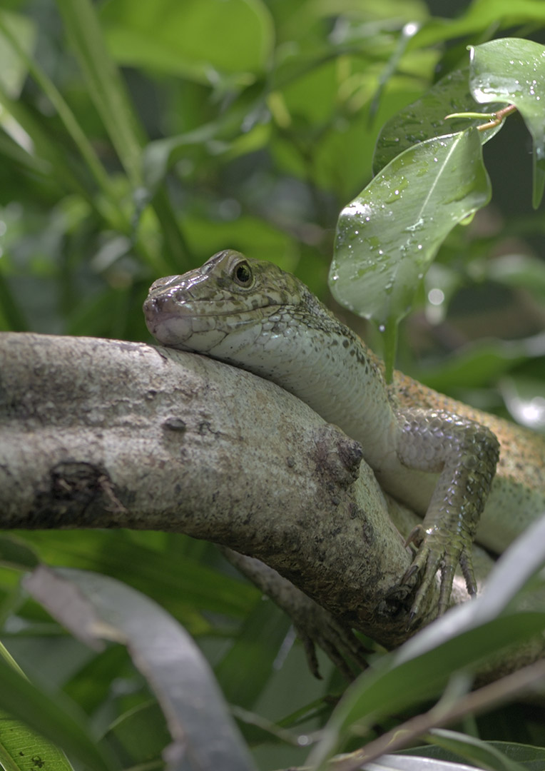Southeastern girdled lizard