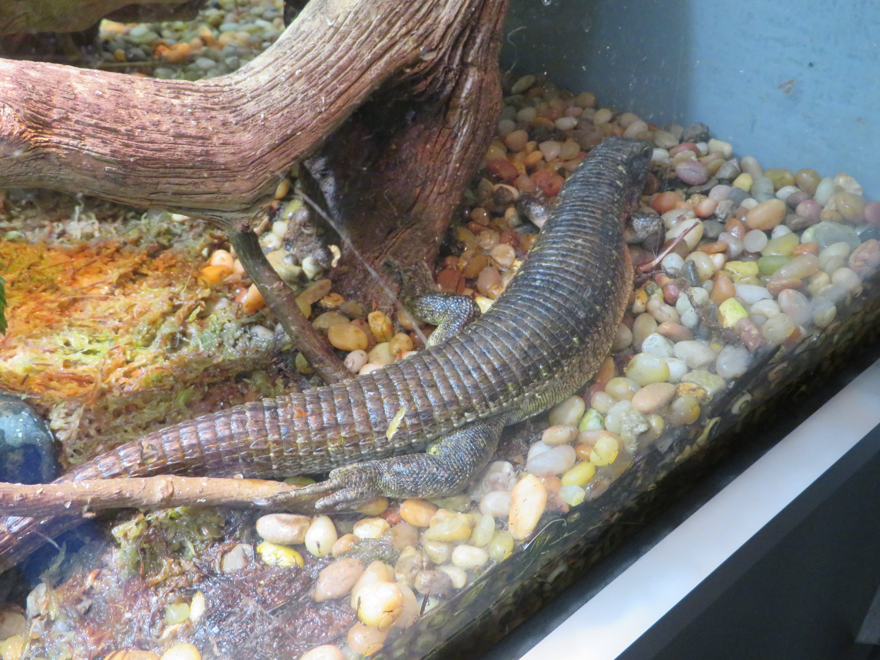 Southeastern Girdled Lizard