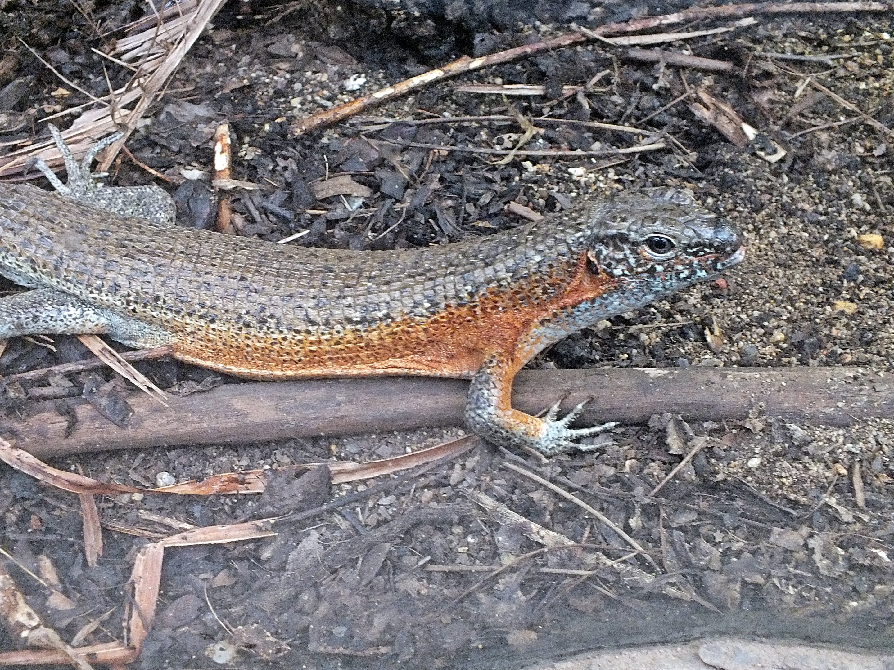 Southeastern girdled lizard