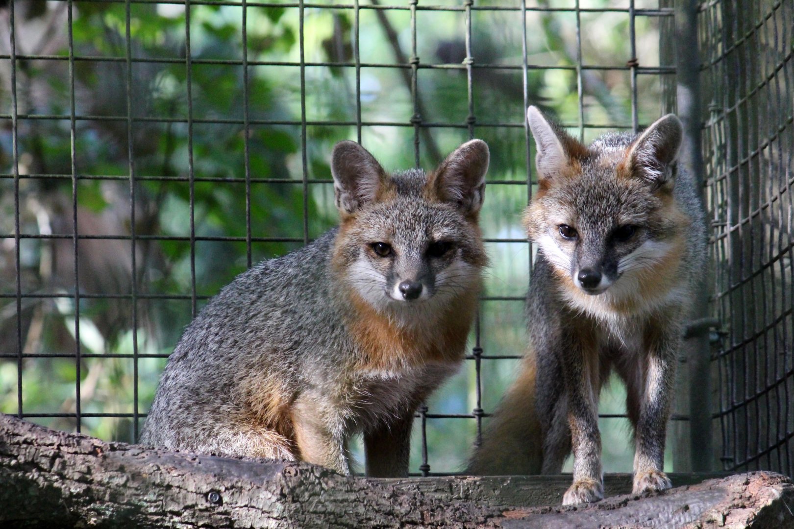 Southeastern Gray Fox