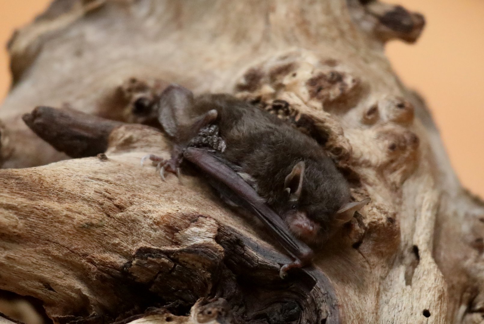 Southeastern Myotis (Myotis austroriparius)
