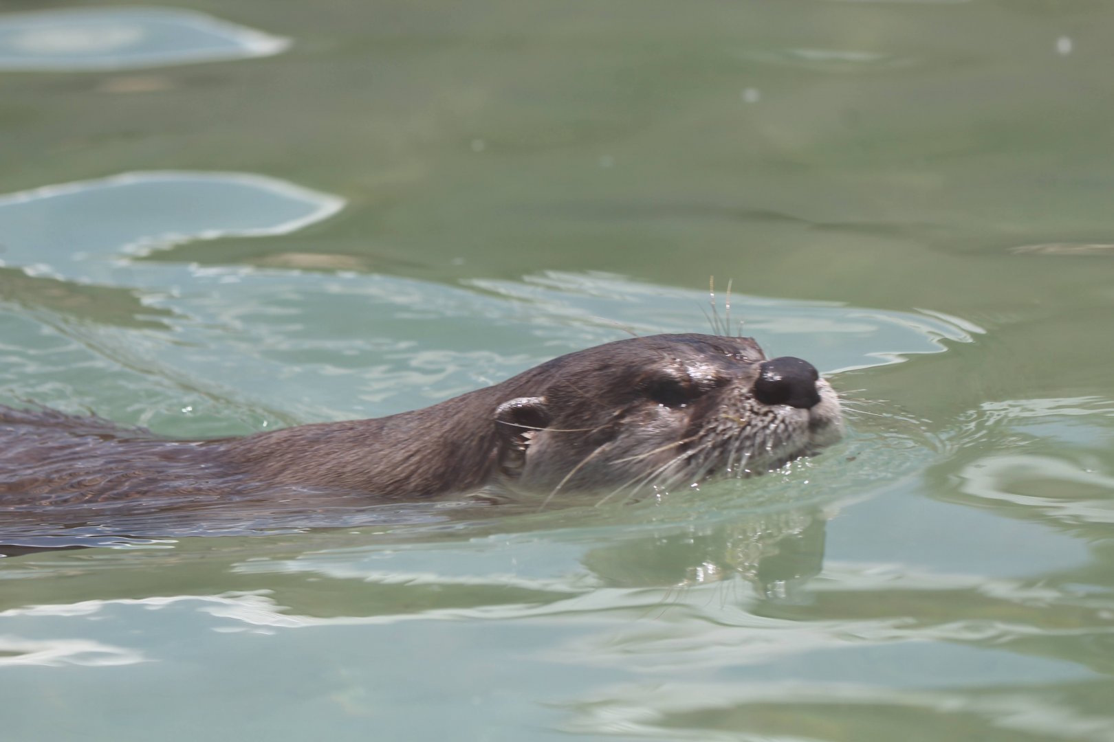Southeastern River Otter