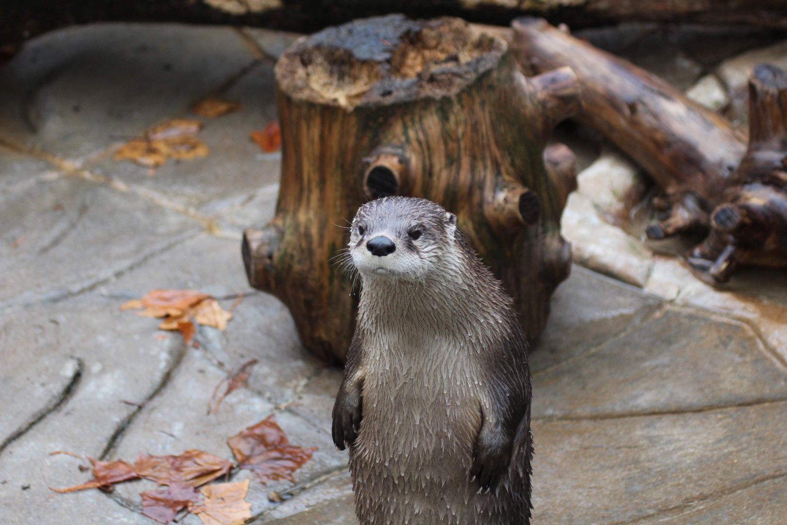 Southeastern River Otter