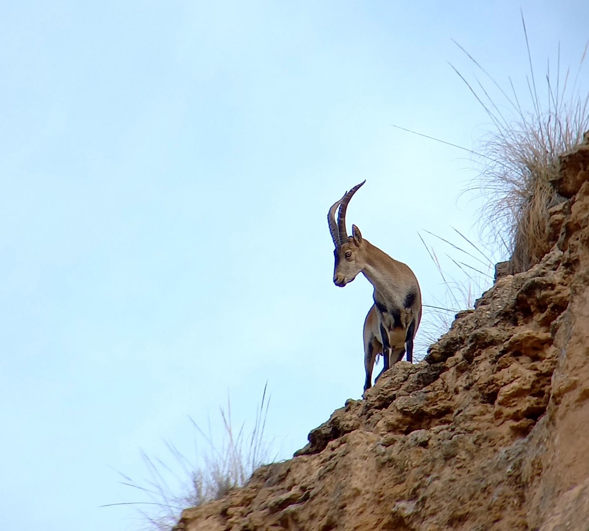 Southeastern Spanish Ibex (Capra pyrenaica hispanica)