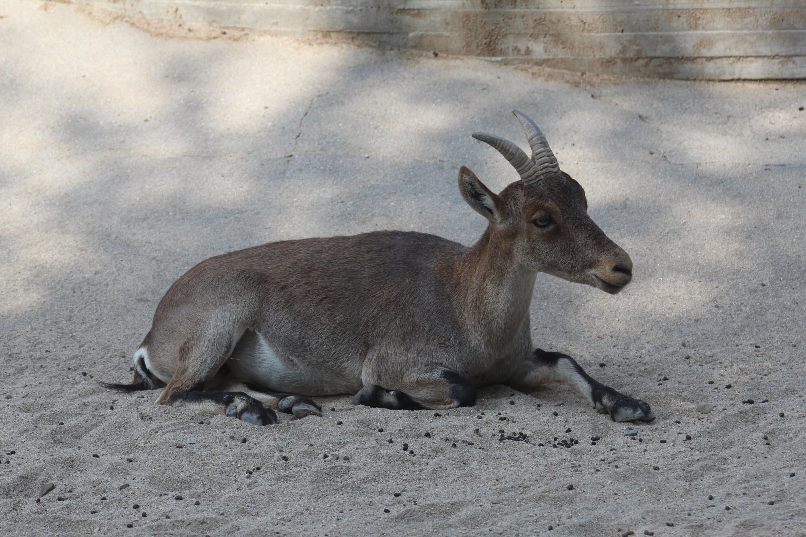 Southeastern Spanish Ibex
