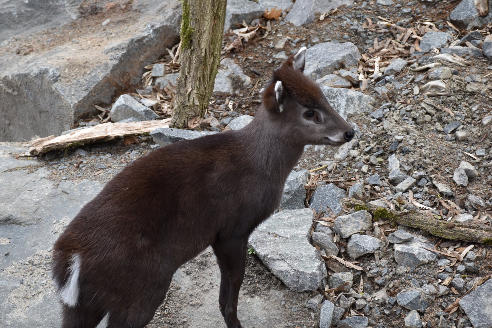 Southeastern tufted deer