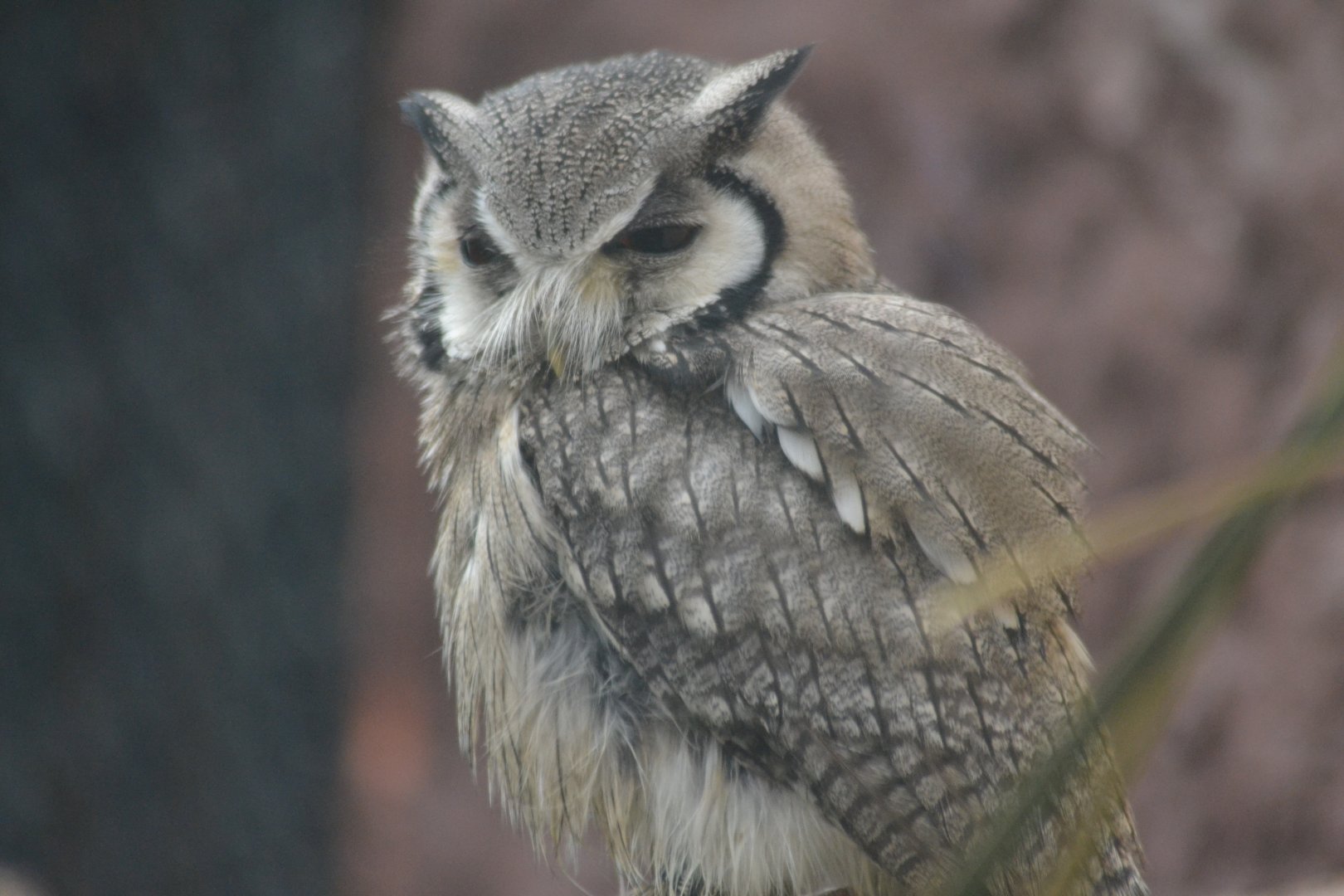 Southen white-faced Scops-owl