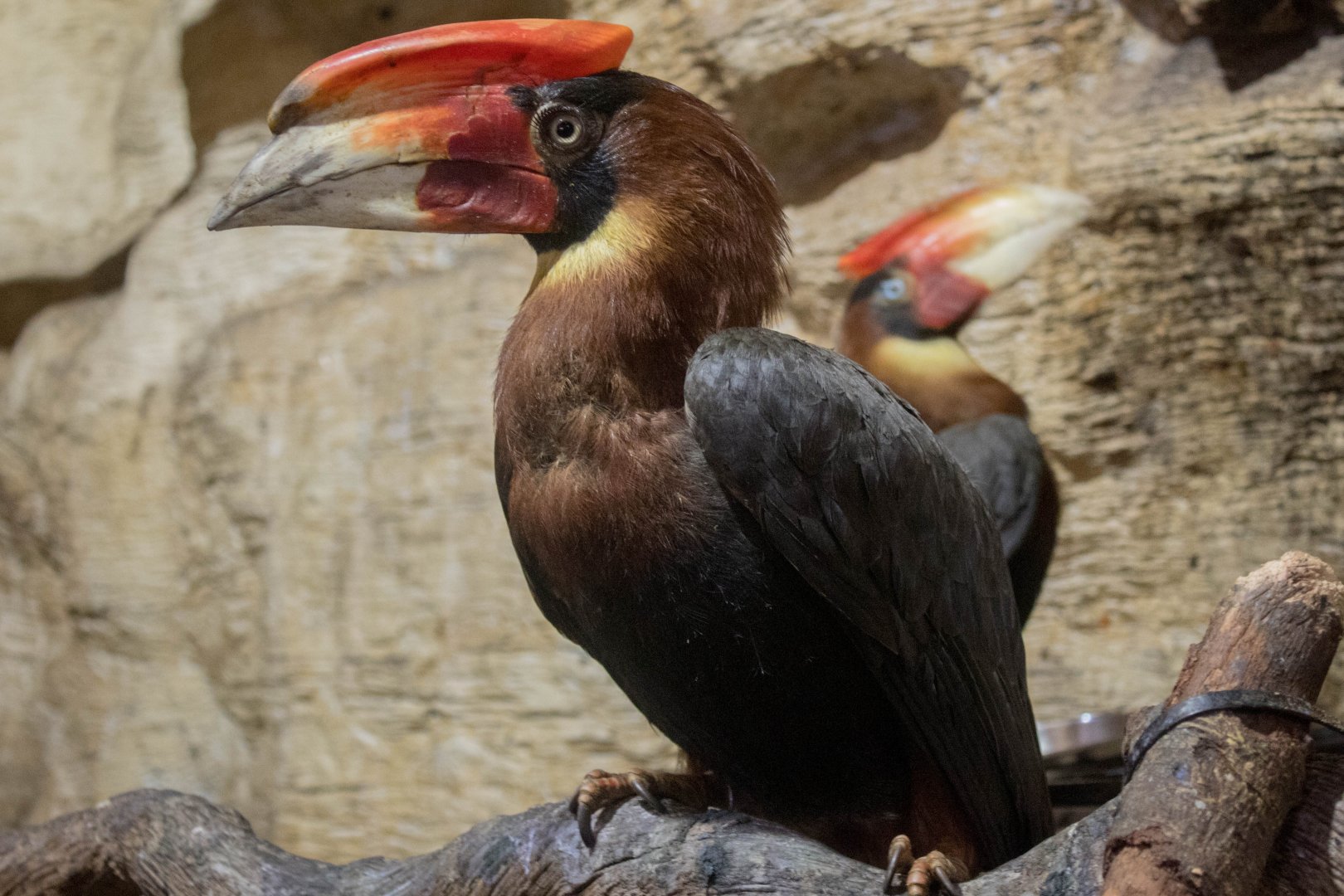 Southenrn rufous hornbills