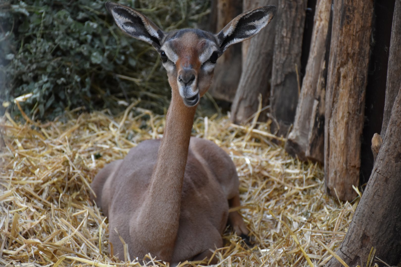 Souther gerenuk female