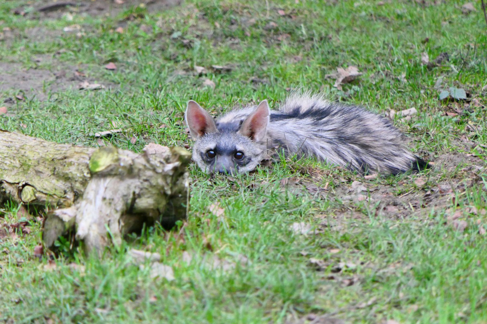 Southern Aardwolf - 1-1-19 - Hamerton
