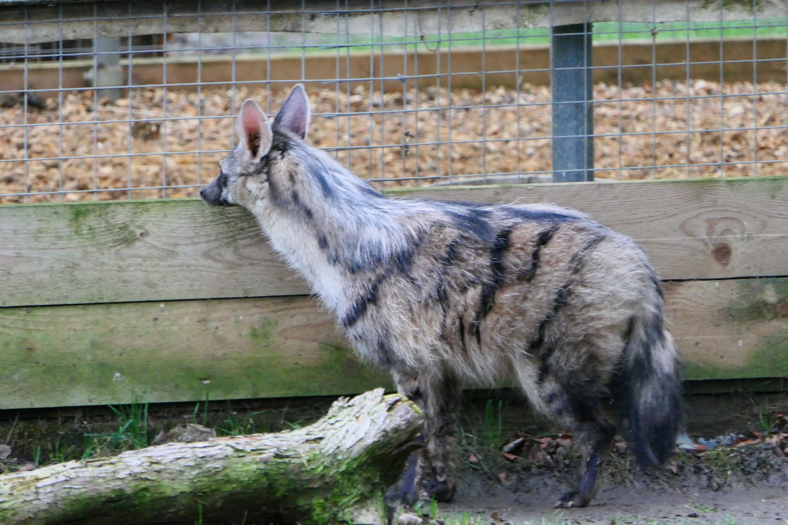 Southern Aardwolf - 1-1-19 - Hamerton