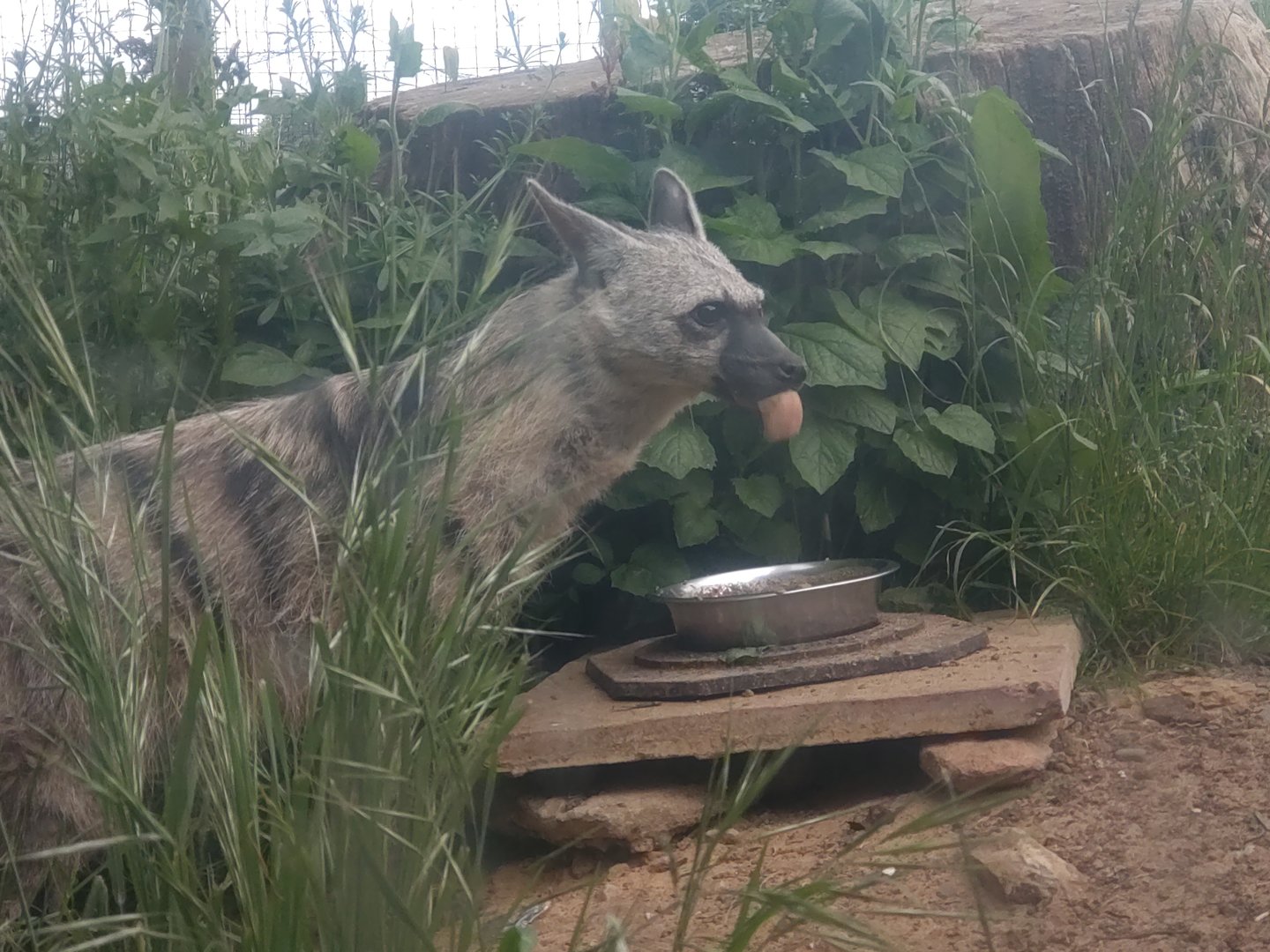 Southern Aardwolf 11/6/23
