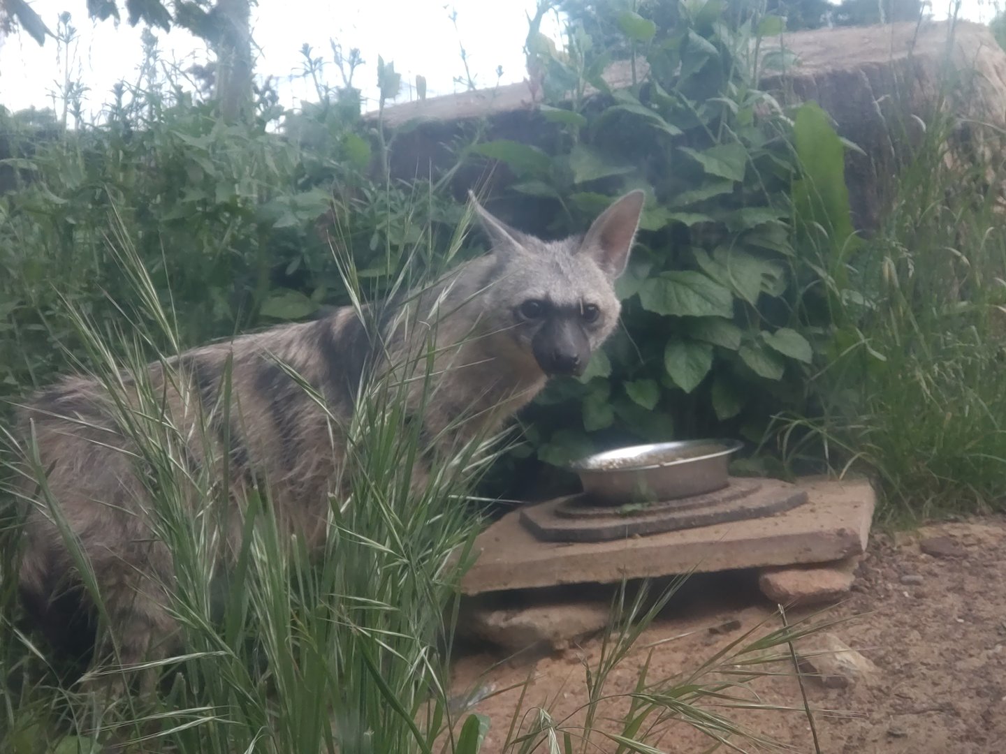 Southern Aardwolf 11/6/23