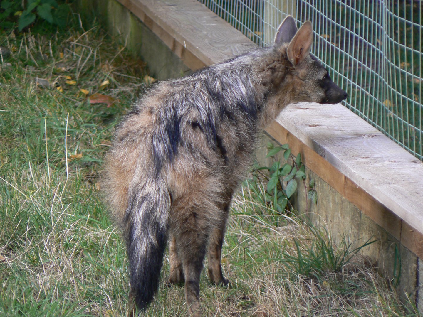 Southern Aardwolf - 16 October 2016