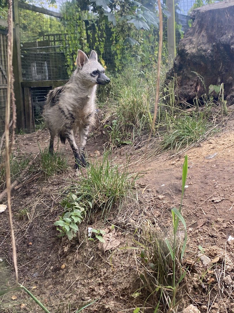 Southern aardwolf 290723