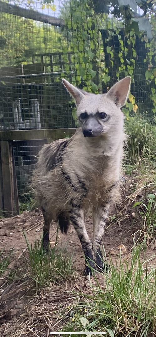 Southern aardwolf 290723