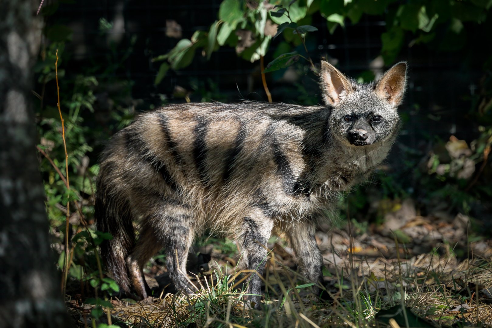 Southern Aardwolf (adult) / Hamerton / 22-9-25