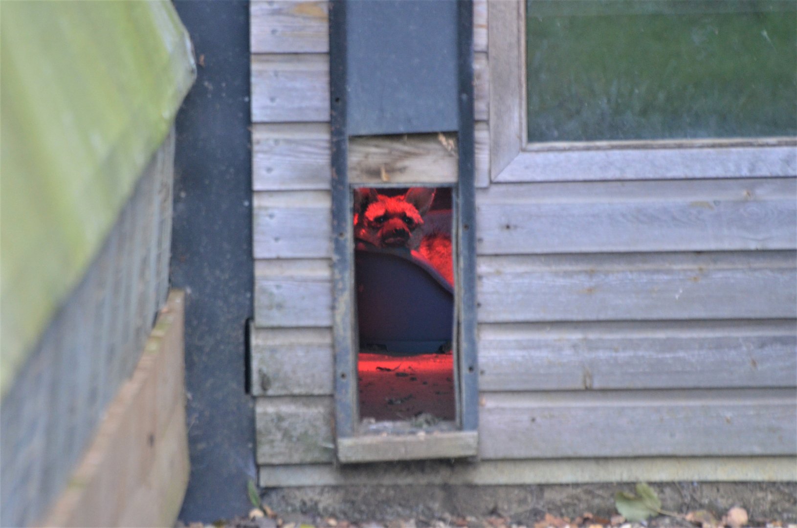 Southern Aardwolf at Hamerton, 19/11/16