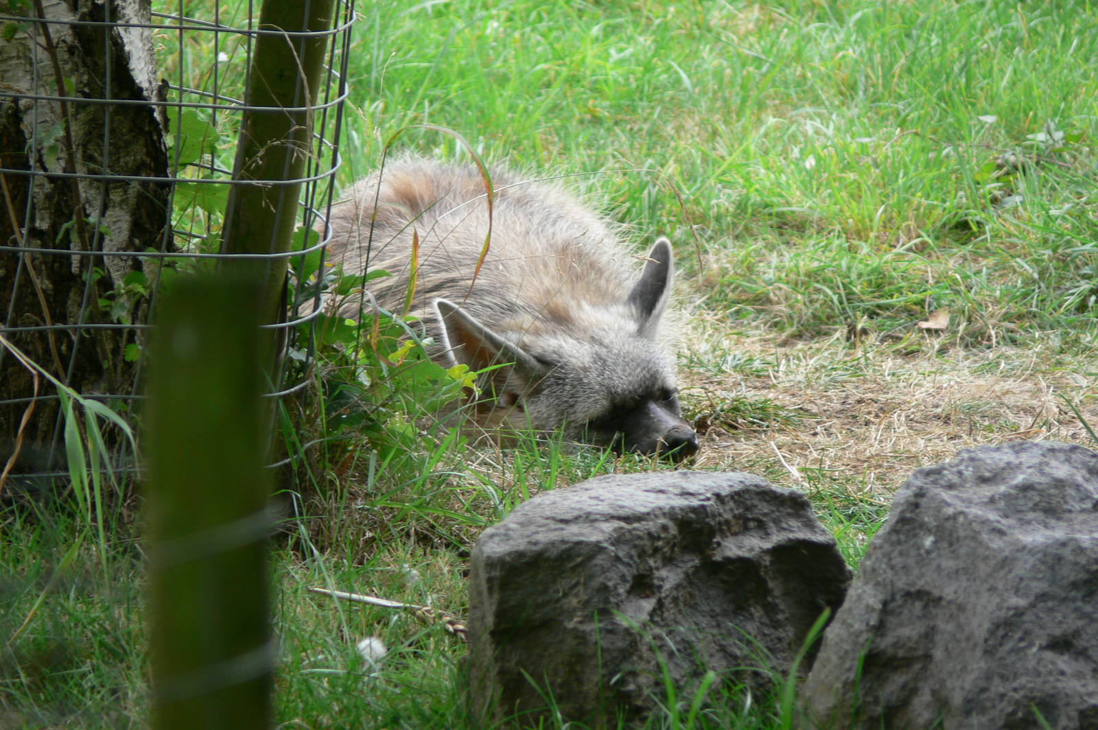 Southern Aardwolf at Hamerton Zoo, 23/08/14