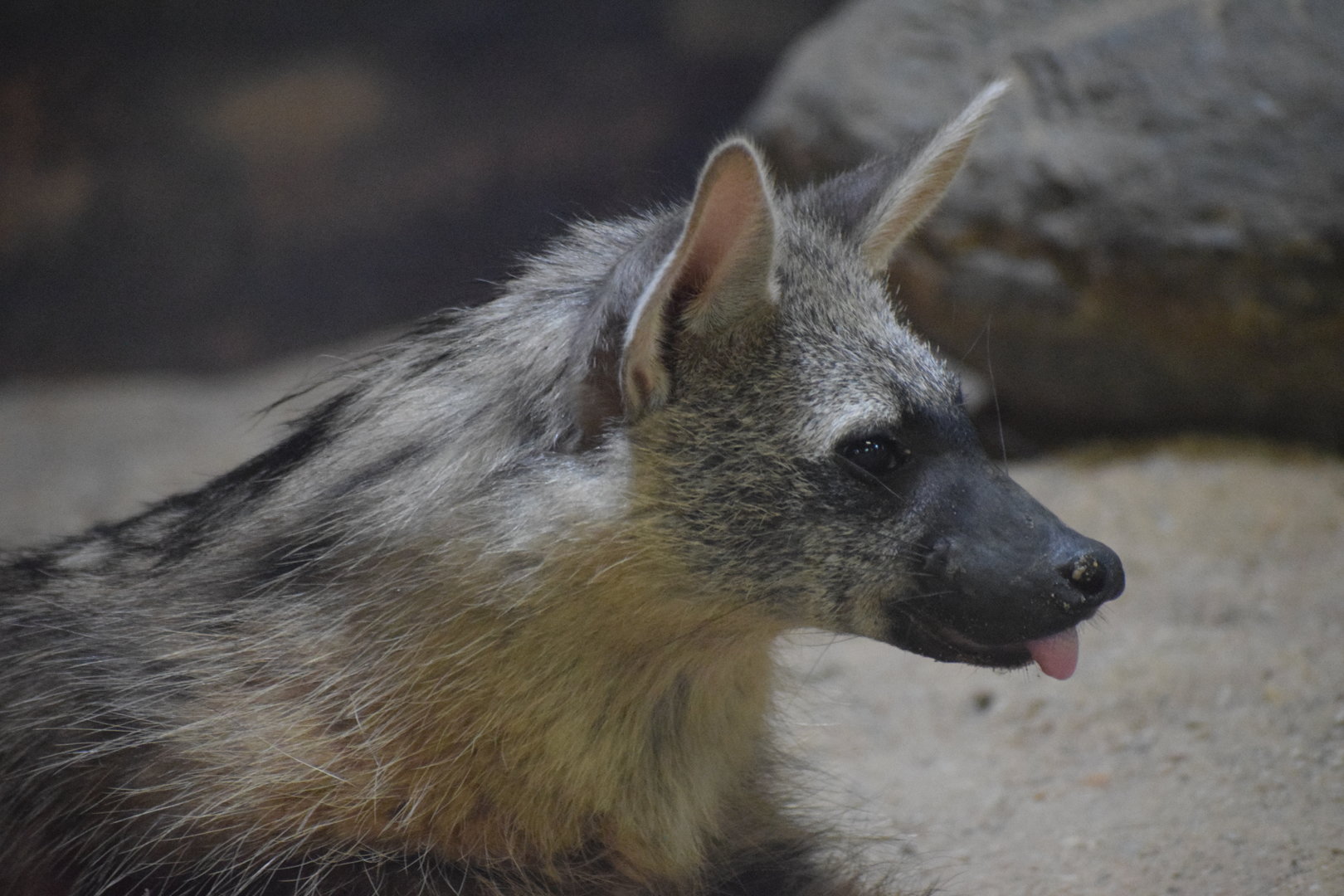 Southern aardwolf - August 2023
