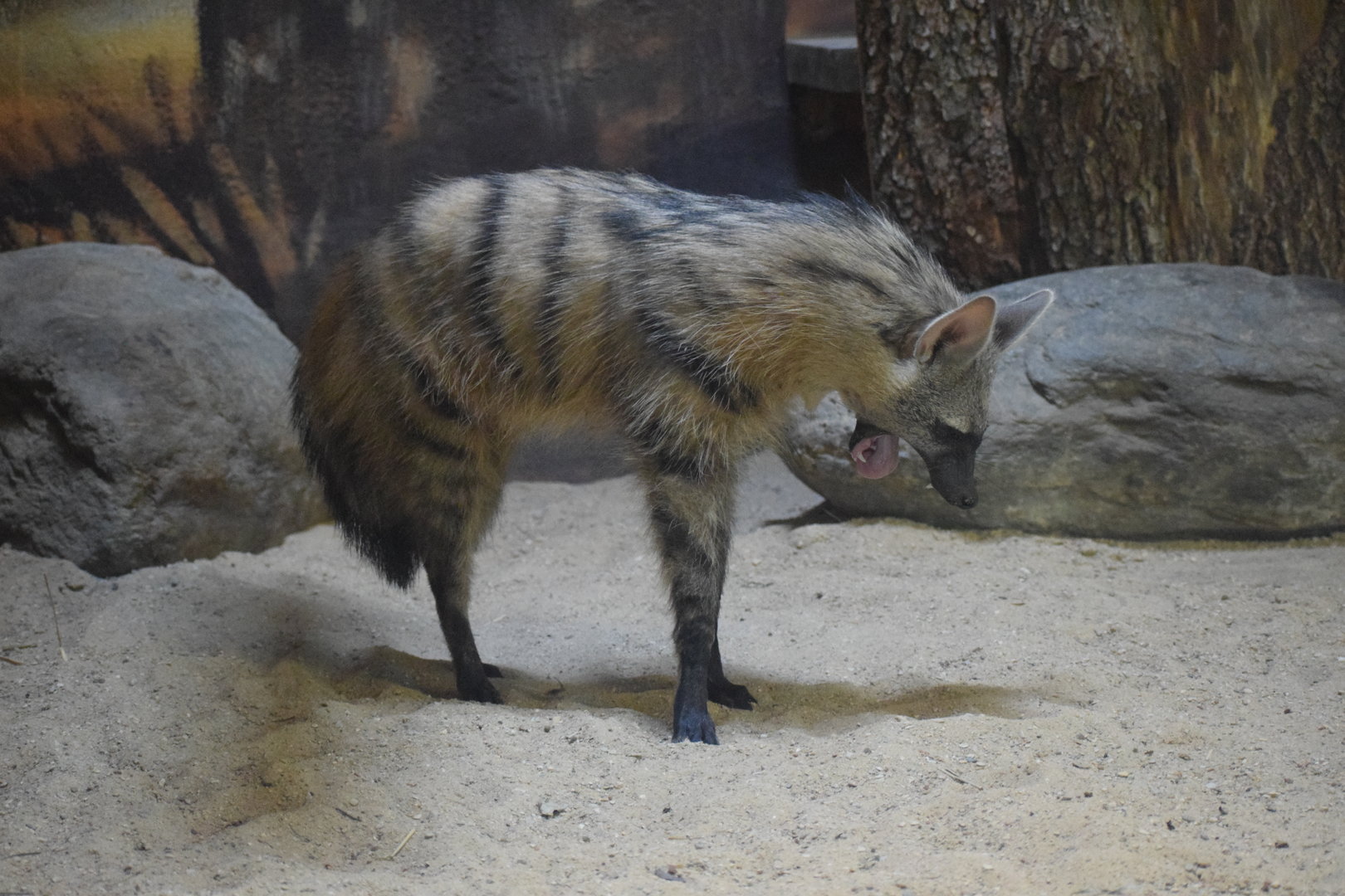 Southern aardwolf - August 2023