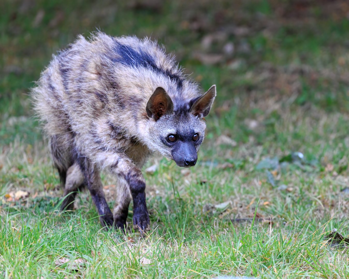 Southern Aardwolf - Bert / Hamerton / 7-10-21