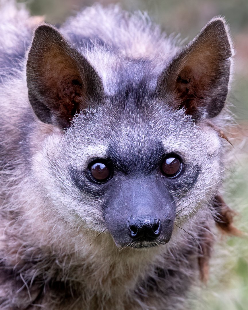 Southern Aardwolf - Bert  / Hamerton / 7-10-21