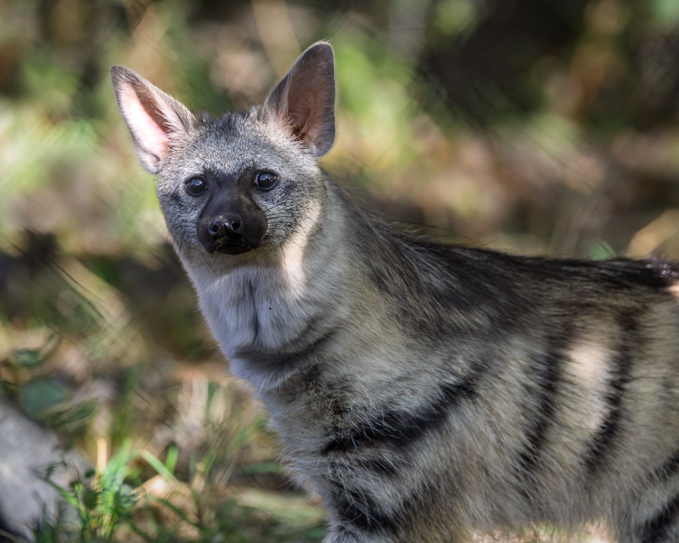 Southern Aardwolf (cub) / Hamerton / 22-9-25