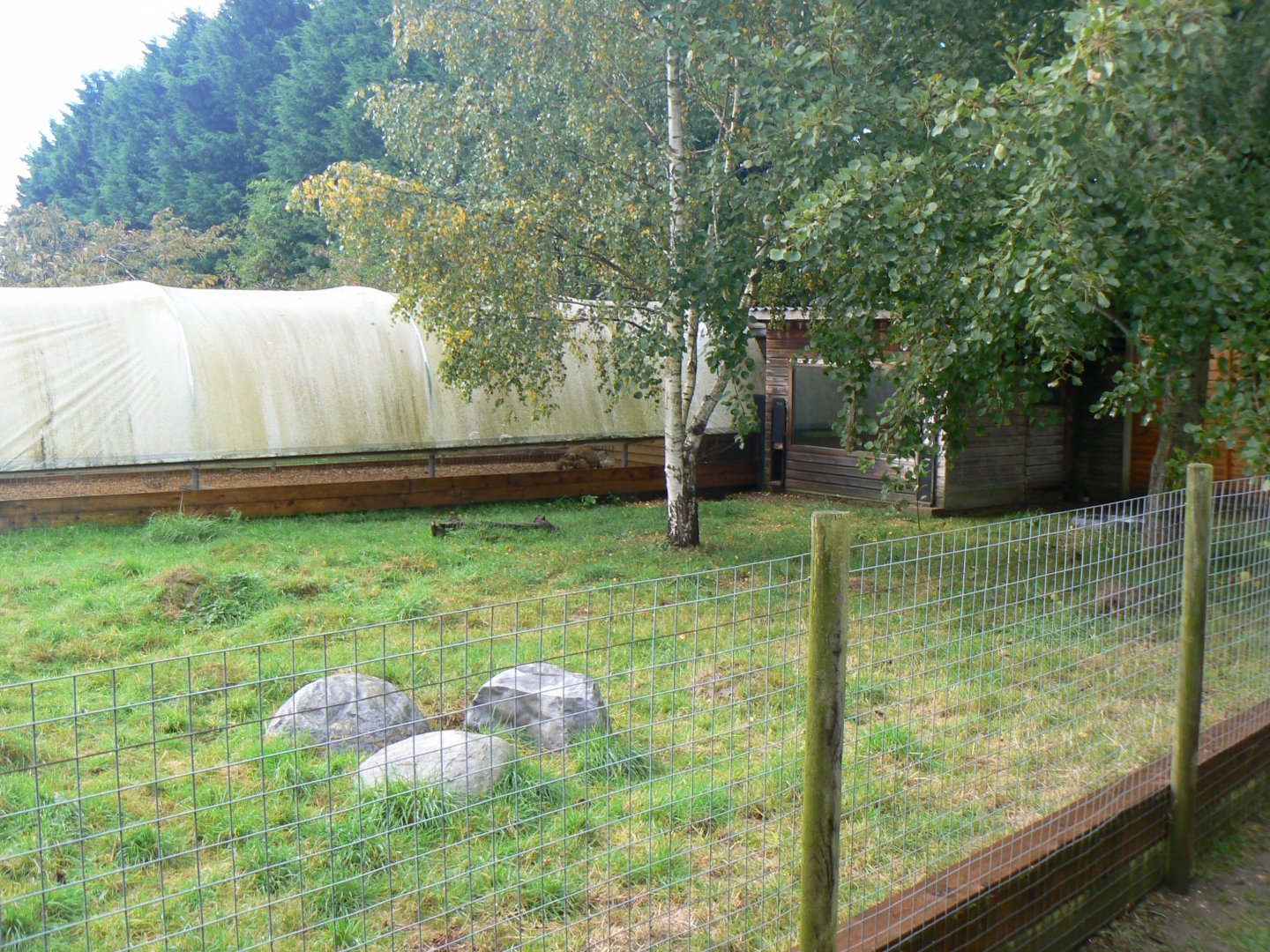Southern Aardwolf Enclosure - 16 October 2016