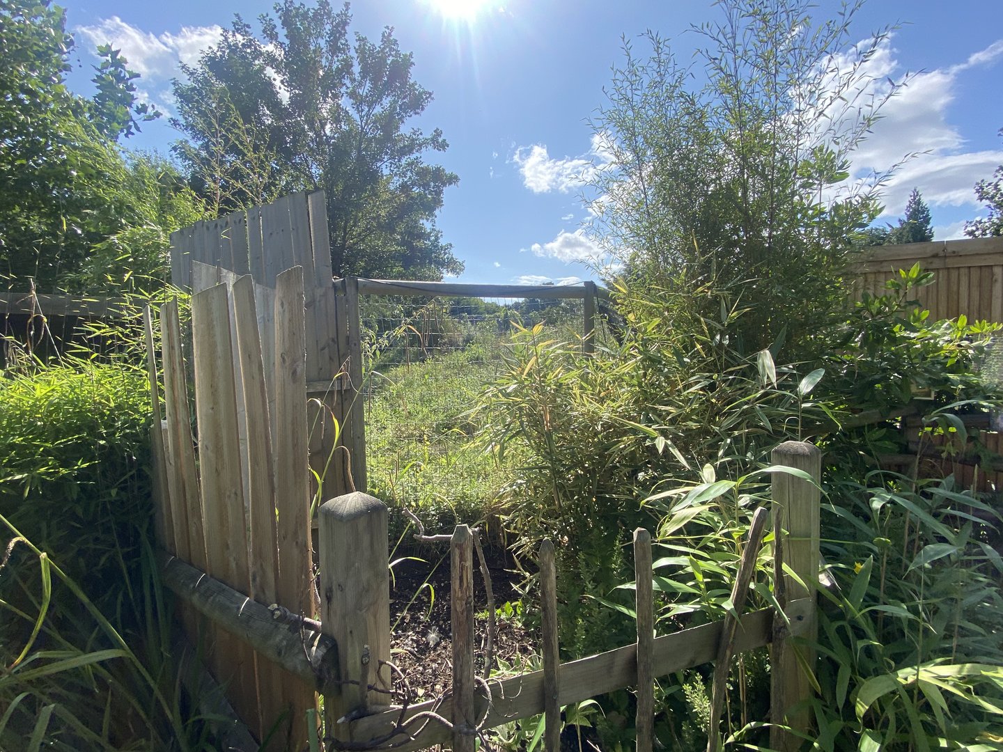 Southern aardwolf enclosure 290723