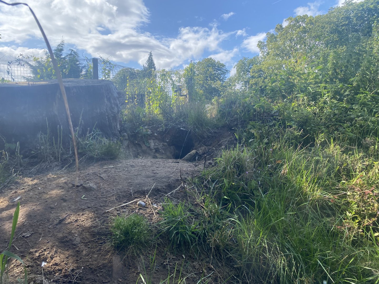 Southern aardwolf enclosure 290723