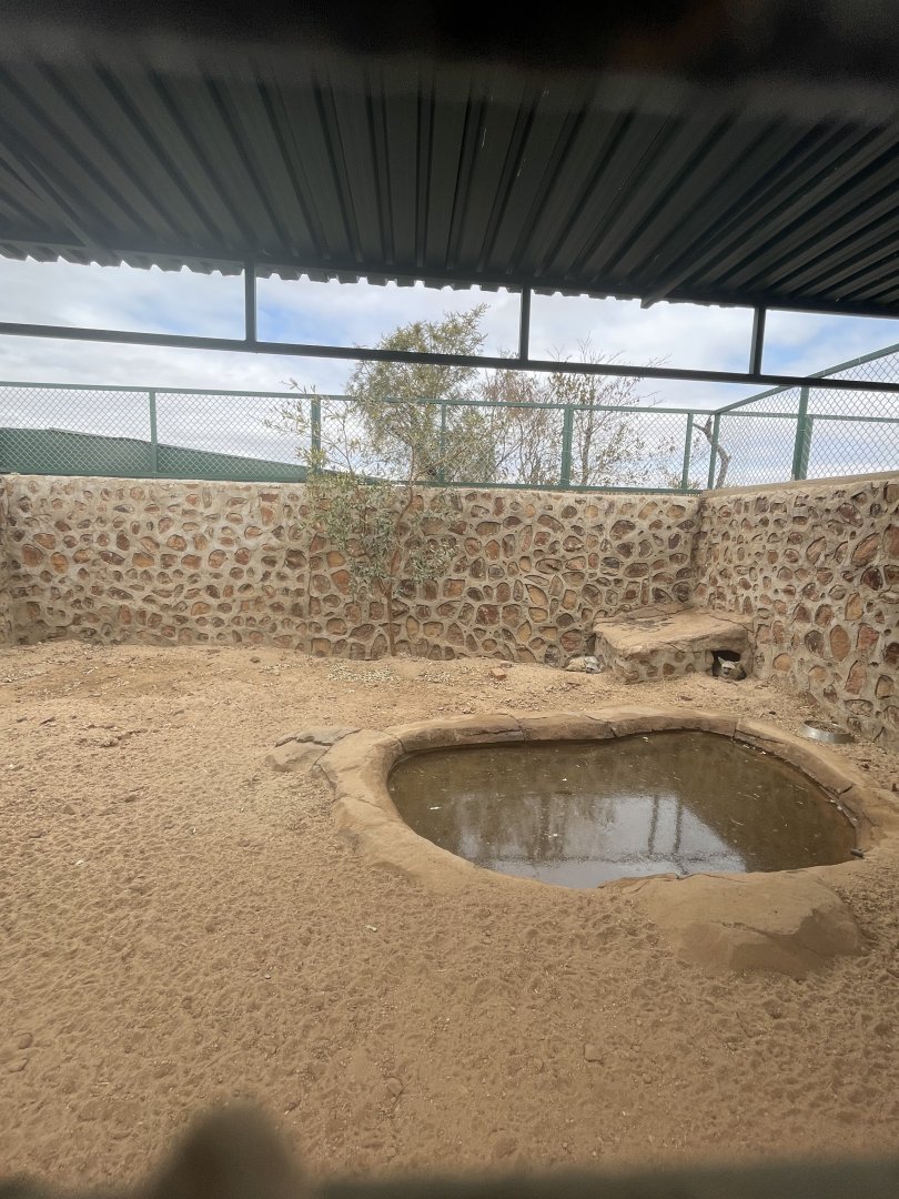 Southern Aardwolf Exhibit