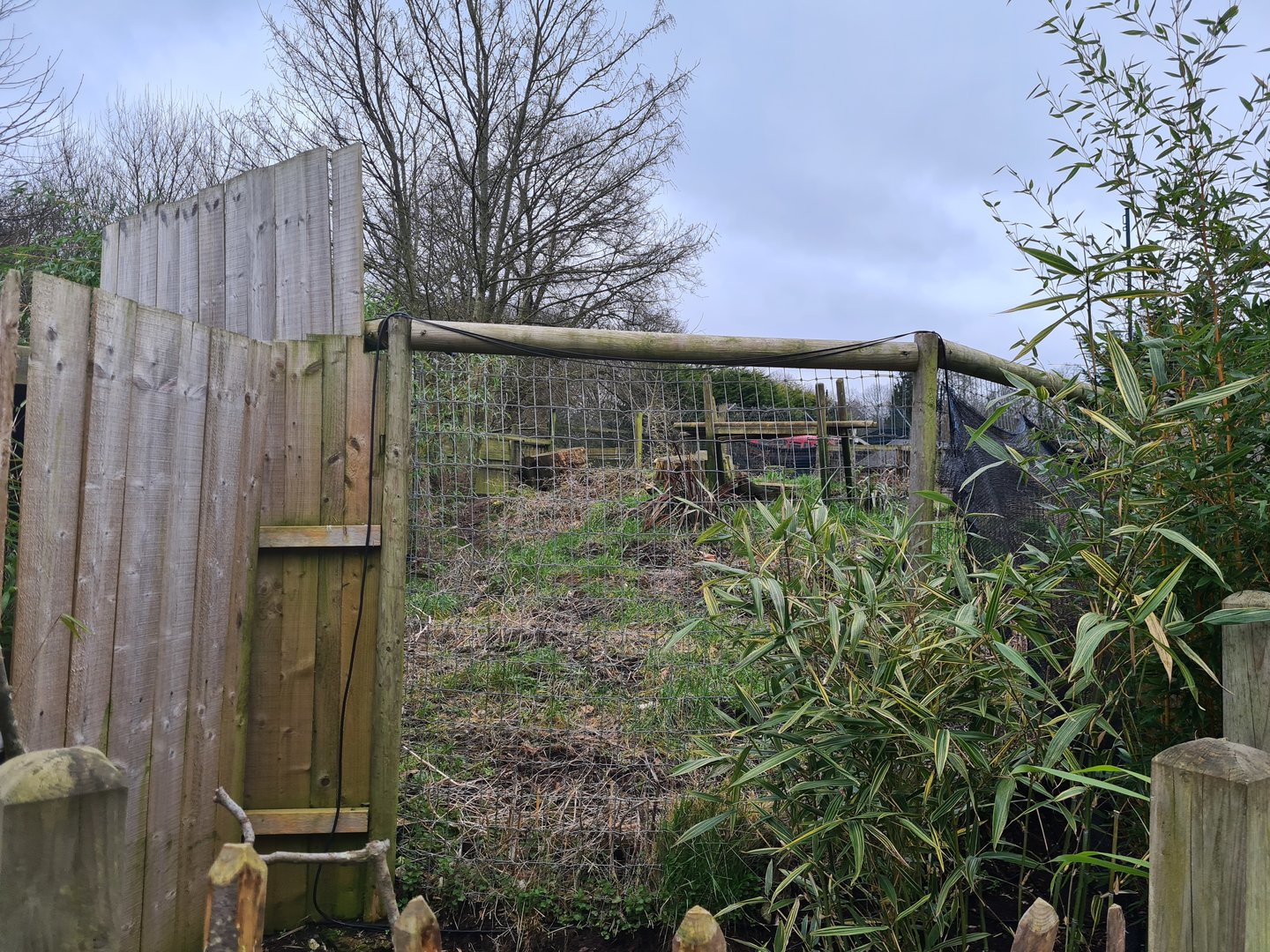 Southern Aardwolf Exhibit