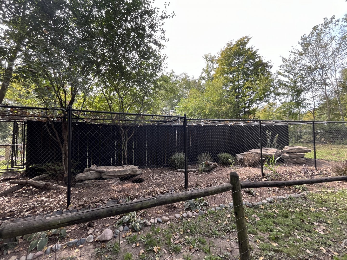 Southern Aardwolf Exhibit