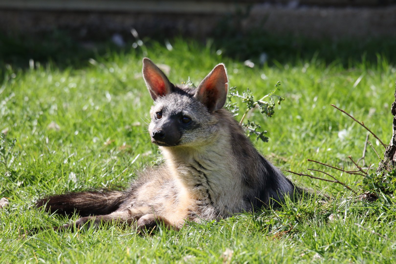 Southern Aardwolf / Hamerton / 1-4-19