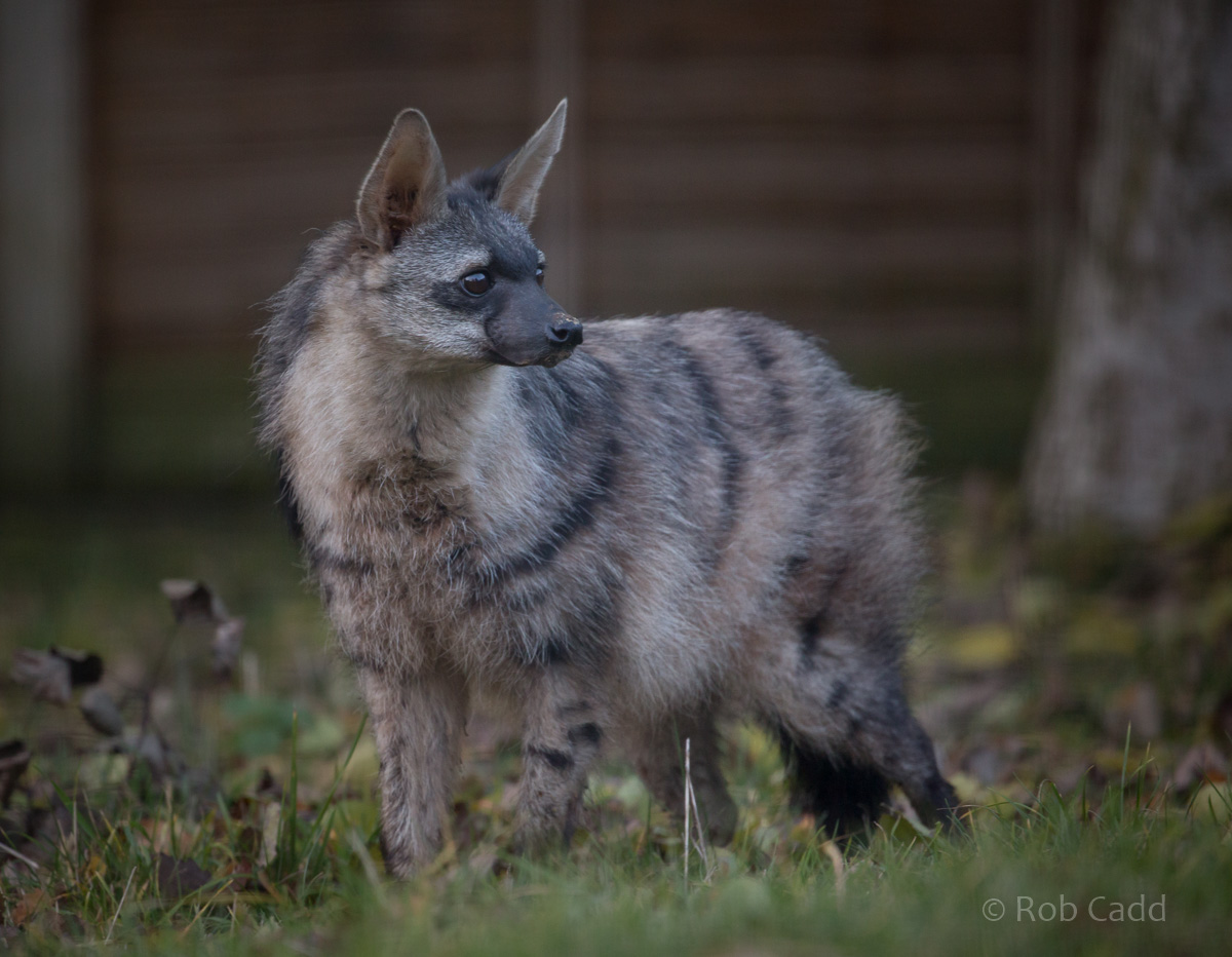 Southern aardwolf : Hamerton : 13 Nov 2016
