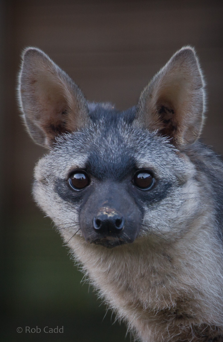 Southern aardwolf : Hamerton : 13 Nov 2016